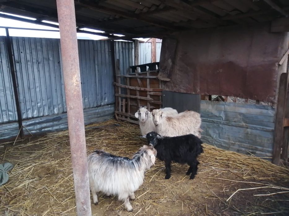 Ешкі туша, лақтар