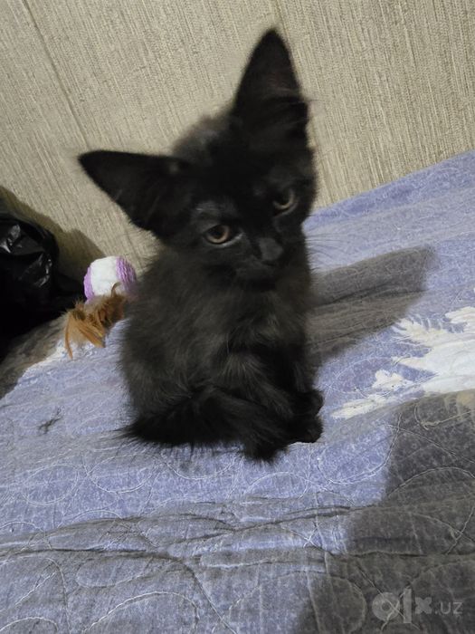 Отдам котенка в хорошие руки