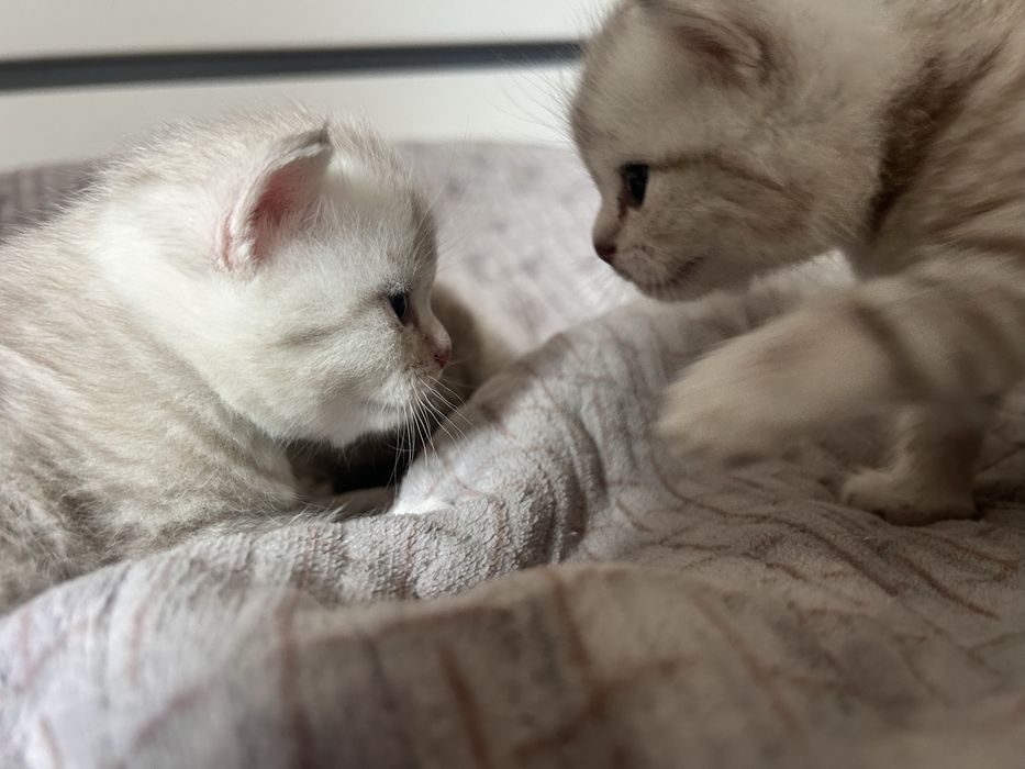 Продам породистых котят