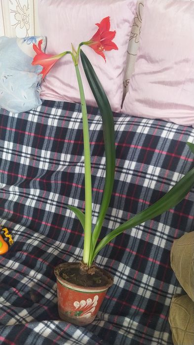 Продам комнатные цветы