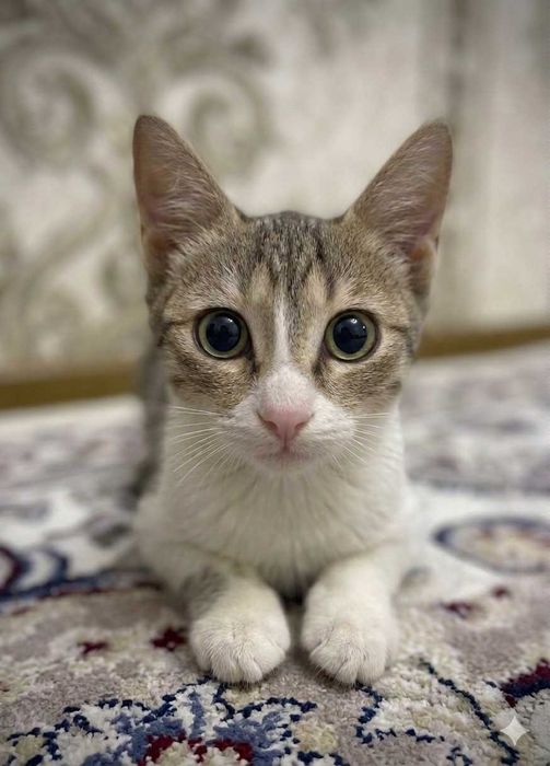 Котёнок (доставка и бонус)