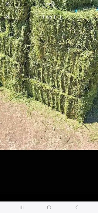 Baloti de lucernă
