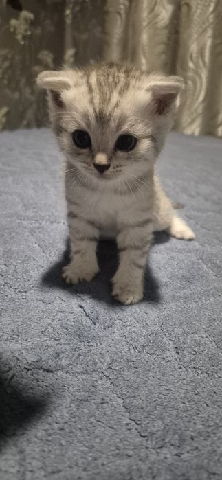 Продам шотландских котят