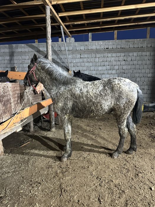 Құнан сатылады!!!