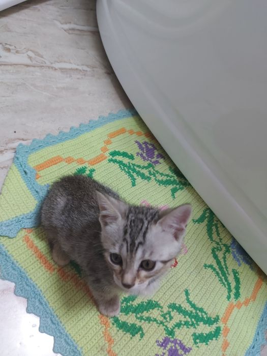 Красивая кошечка