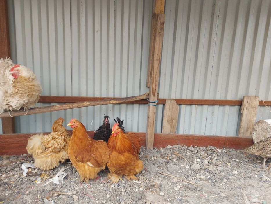 Кохенхин палевый пара