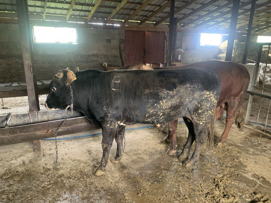 Продам бычков 2 годовалые