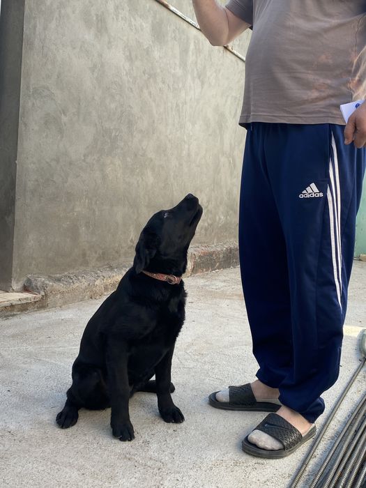 Продается Лабрадор