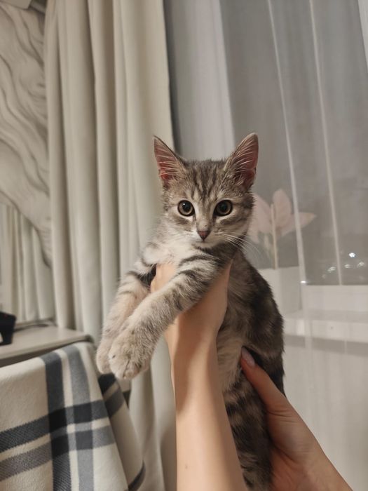 Отдам ласковую кошечку
