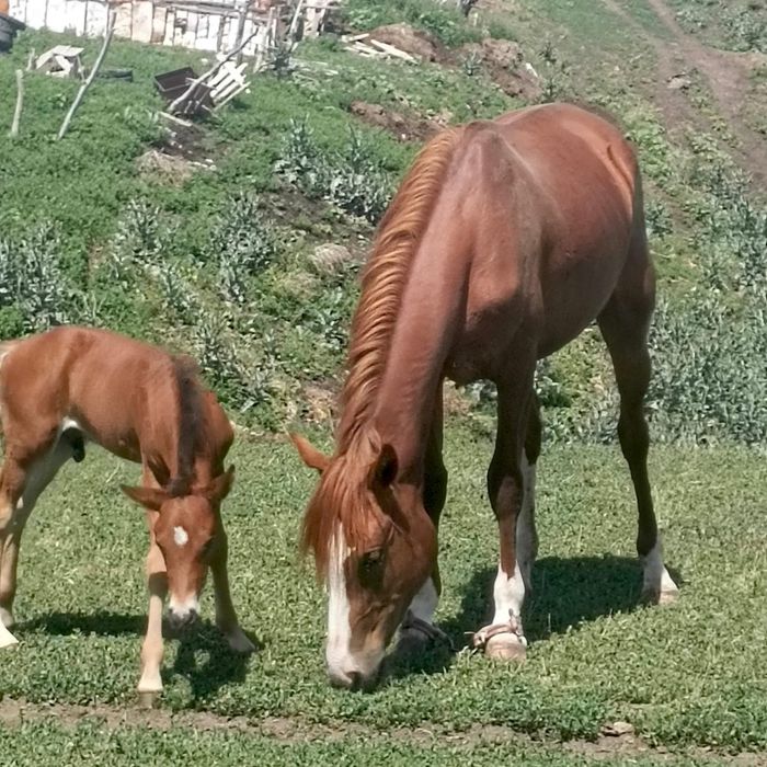 Жирен қасқа  бие құлынымен 3 жасар
