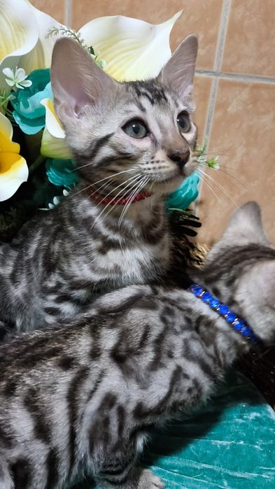 Серебряные! ОГРАНИЧЕНО! Silver bengals