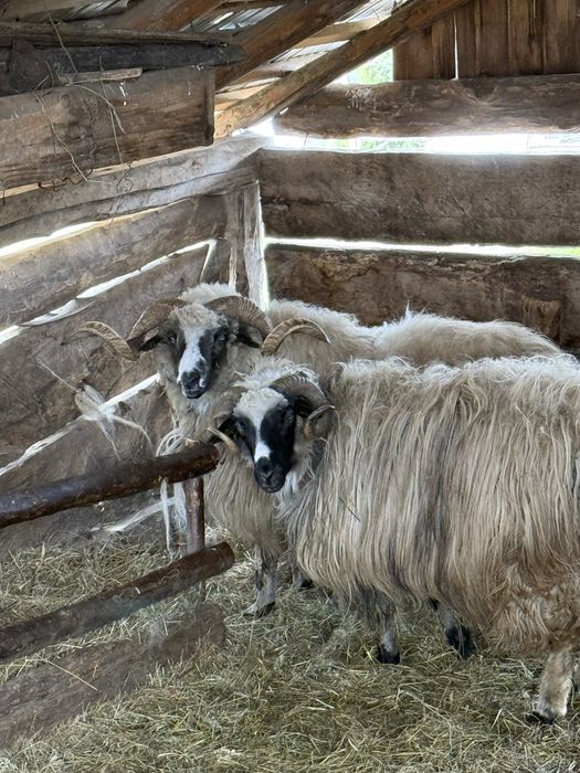 Vand berbec mai multe detalii in privat