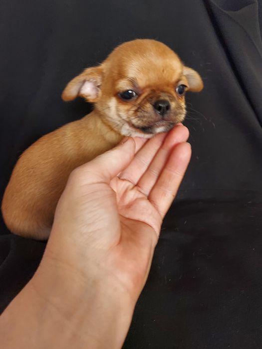 Продаю щенков чихуахуа