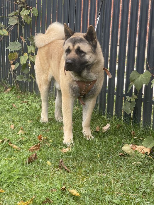 Mascul /American Akita
