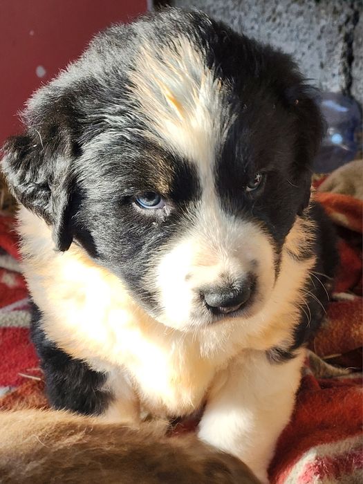 Щенки ищут дом: 2 мальчика  и  девочка