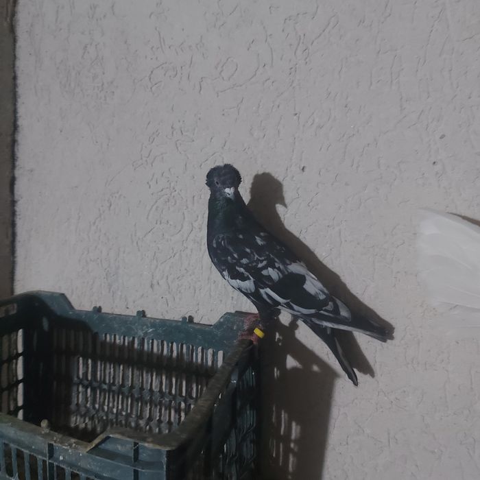 Шалхар самец лет игра винтавой