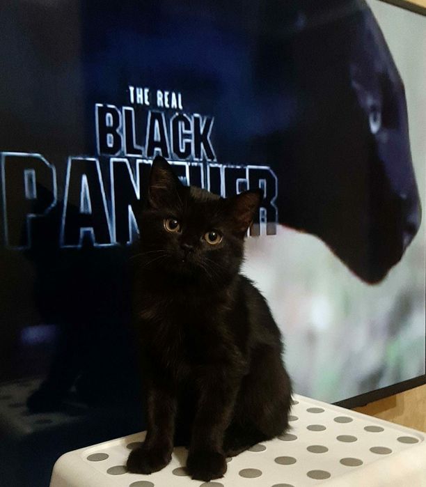 Отдам котят. Мальчик и девочка, 3 месяца