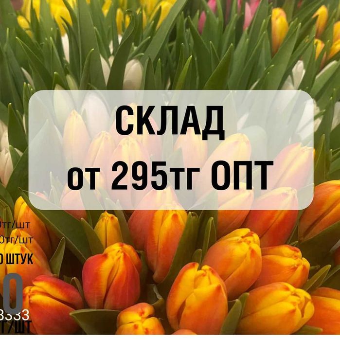 Тюльпаны Склад ОПТОМ Голландия и Беларусь