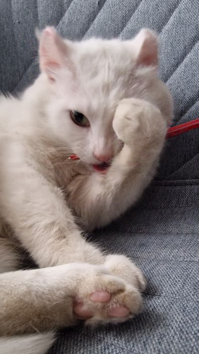 Котик  ищет  дом.