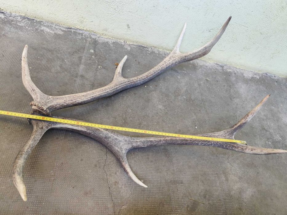 Trofeu vanatoare 2,2kg