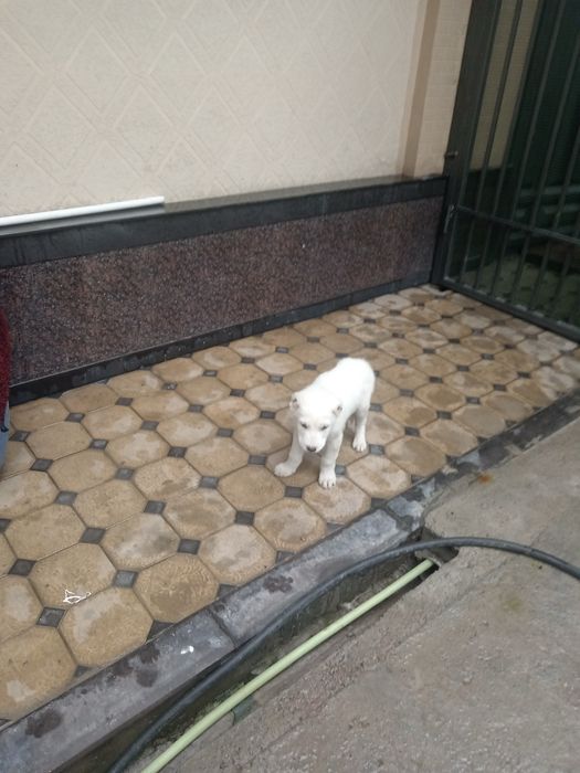 1ойлик кучук бор. Сотилади