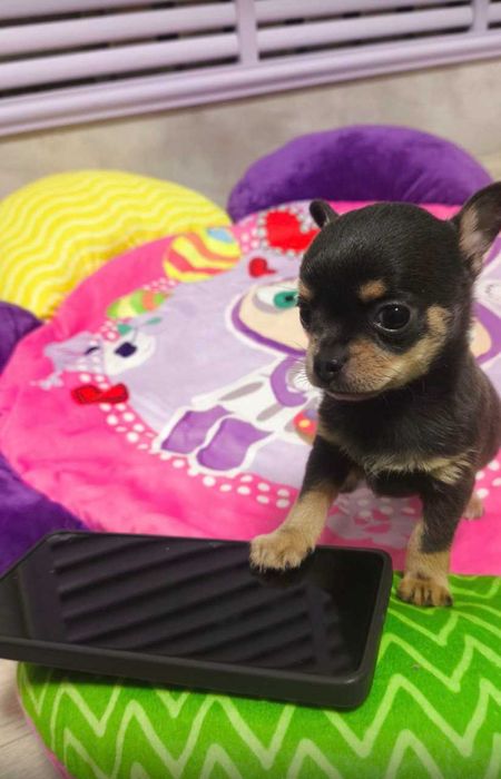 Продаётся мальчик Чихуахуа темно лилового подпалого окраса