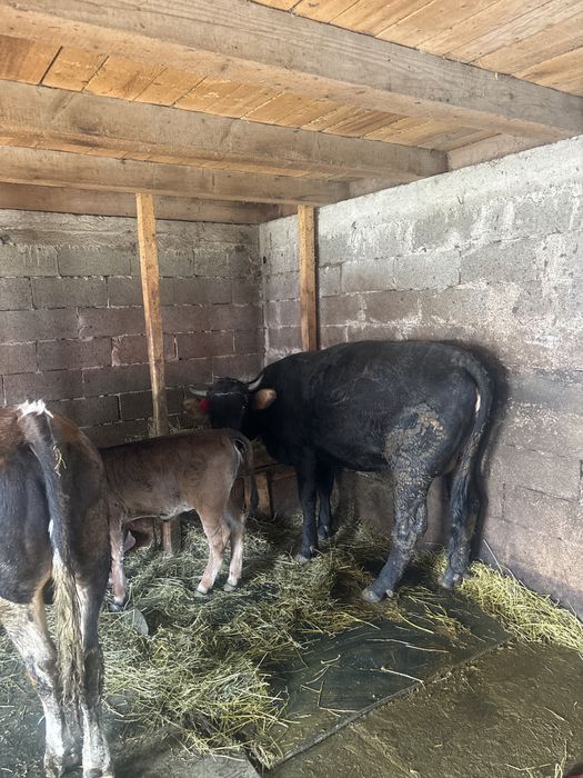 Vand junca cu vitica