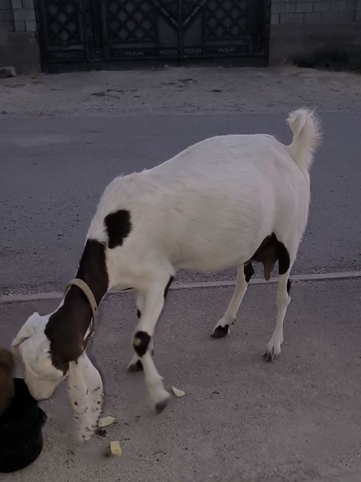 Битал ешкилер сатылады