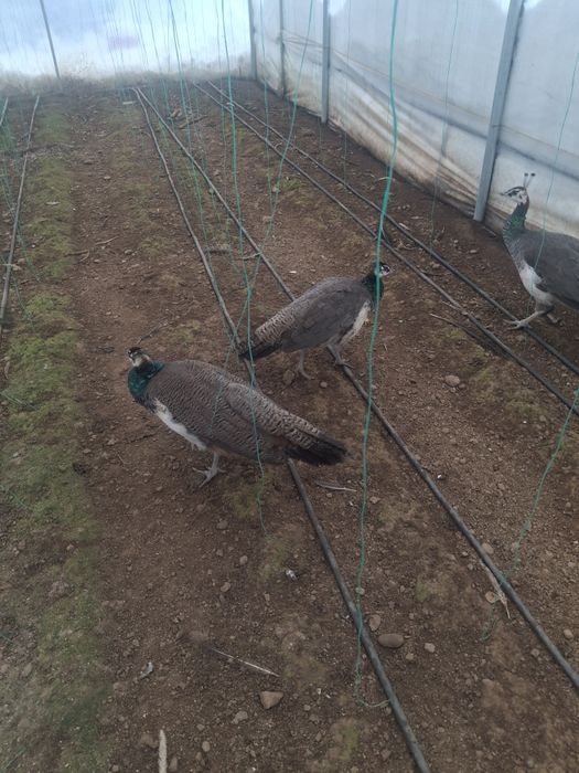 Pereche de pui de păun disponibili.ii pot da si la schimb