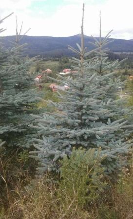 Tuia, mesteacan, tei, brazi verzi si argintii, pepiniera de plante