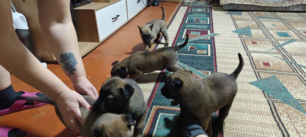 Продам щенков бельгийской малина