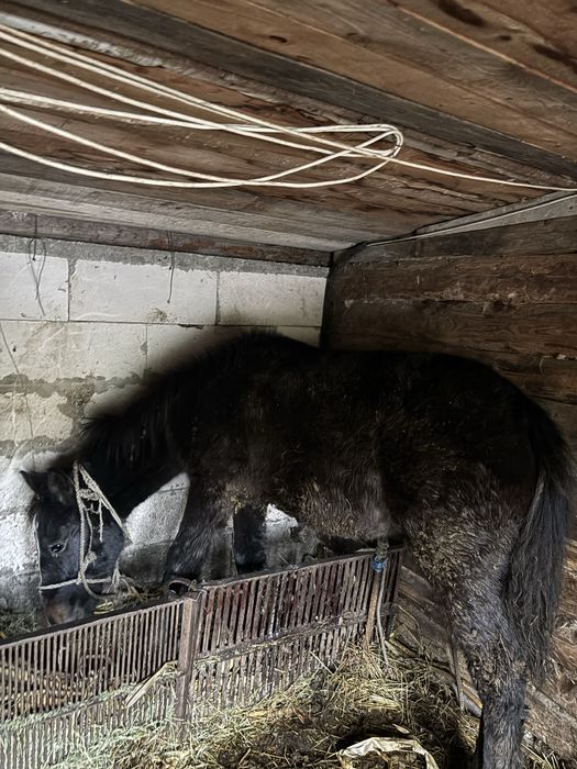 Vand mânz metis talie medie -mare