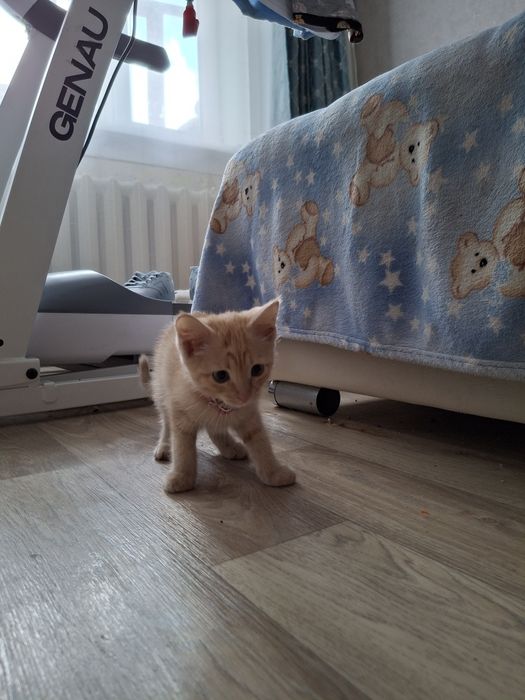 Отдам котенка в добрые руки БЕСПЛАТНО