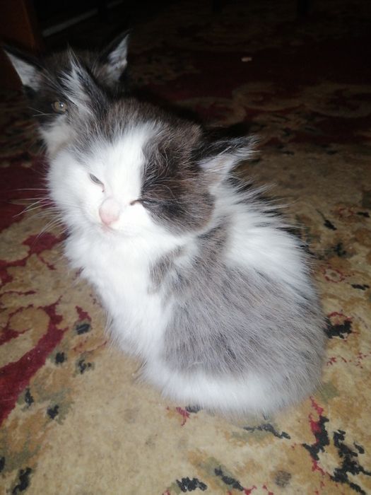 Бесплатно.Жақсы адамдардың қолына беремін