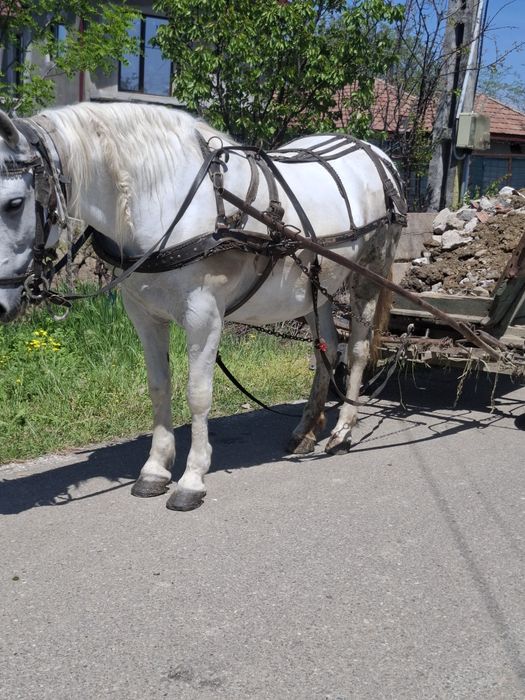 Cal de vânzare, iapă