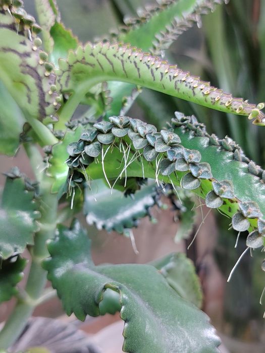 Каланхоэ целебный детки.