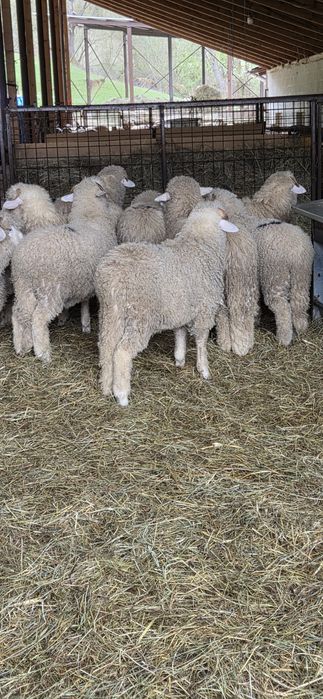 Vând  Berbecuți Băli !