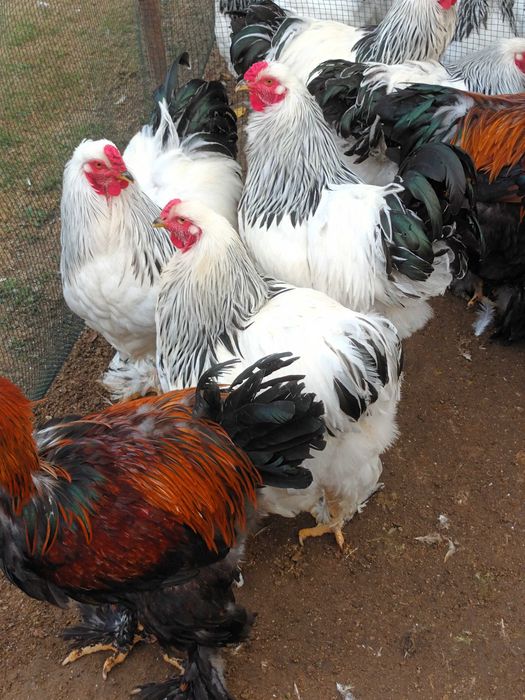 Brahma hd si potarnichiu cocosi 2026