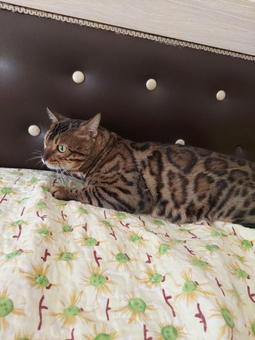 Красивый бенгальский кот