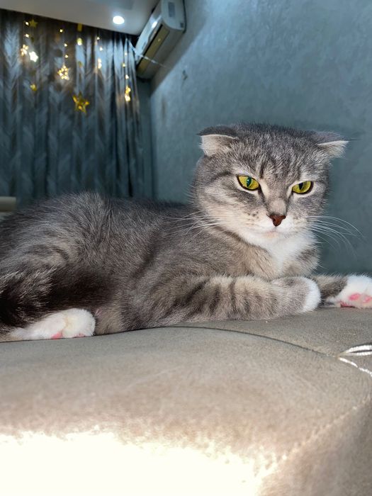 Продам котят в хорошие руки