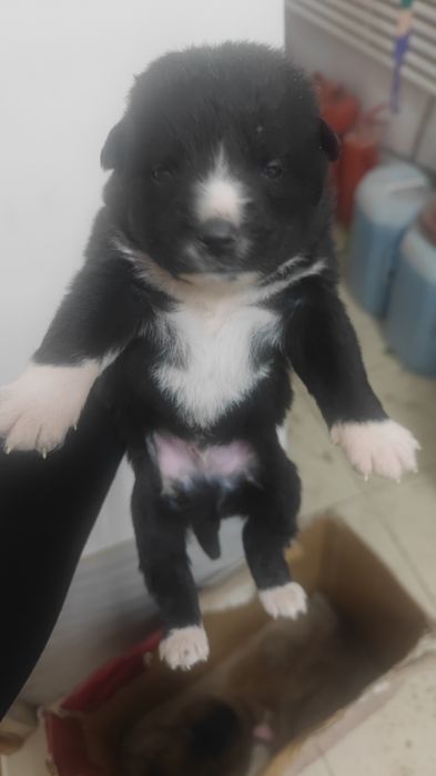 Күшік сатылады ұрғашы еркек бірге