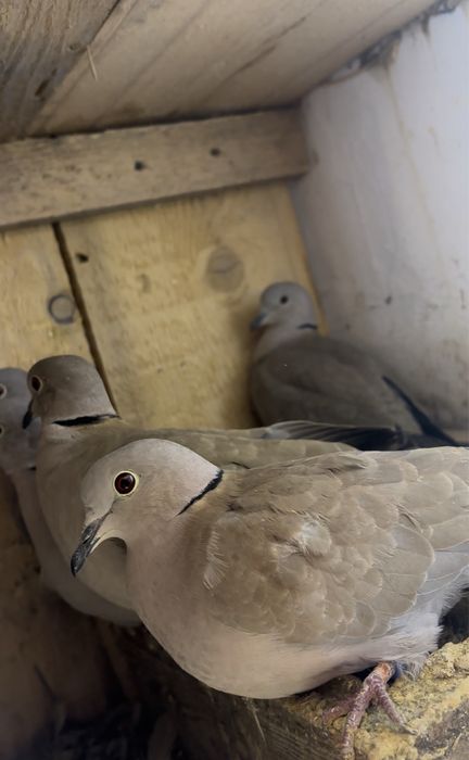 De vanzare turturele zâzătoare!