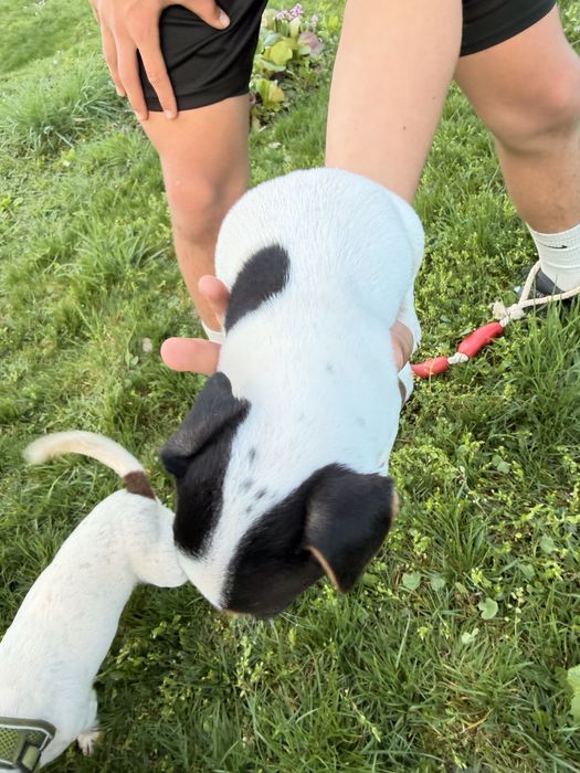 Джак ръсел териери