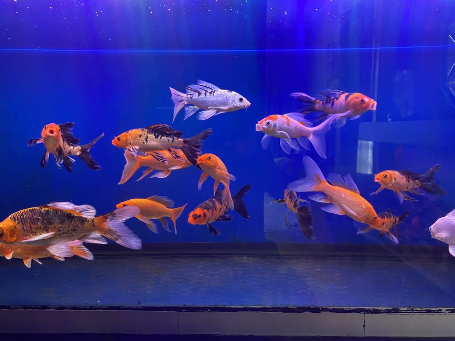 Продаю вуалевых карпов кои