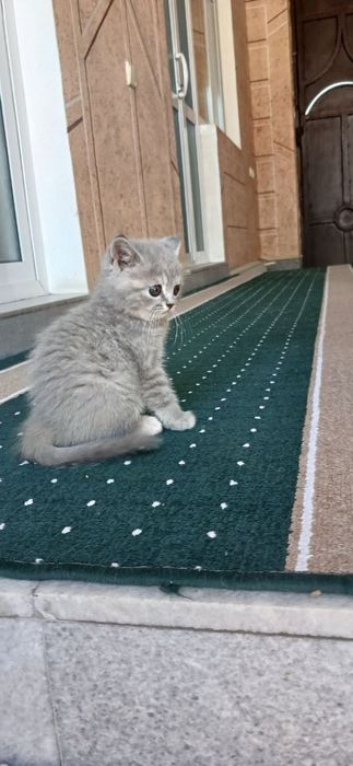 Продаются котята британская шиншилла.