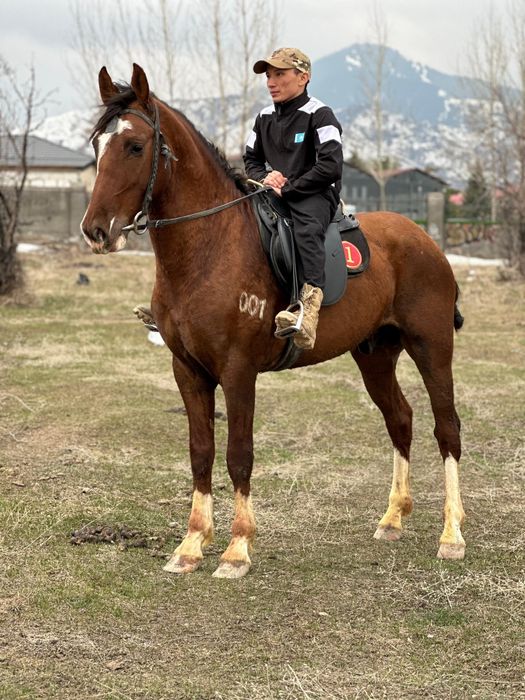 Продам срочно хорошего коня