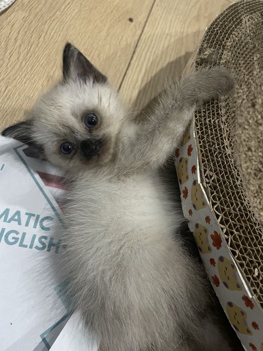 Котёнок в добрые руки