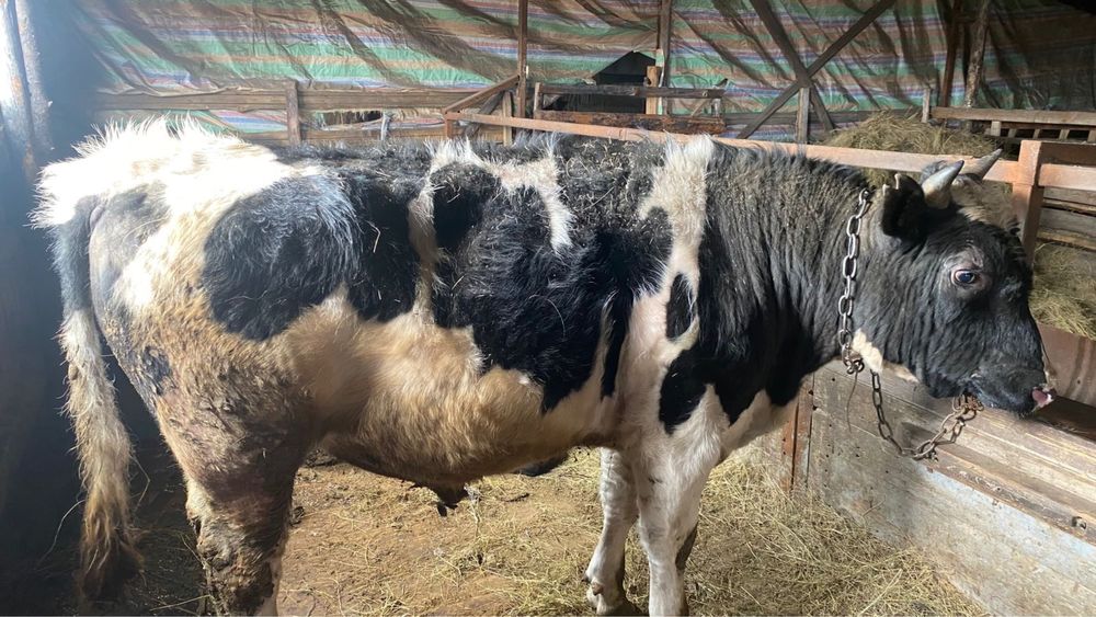 Продам быка 2 года.