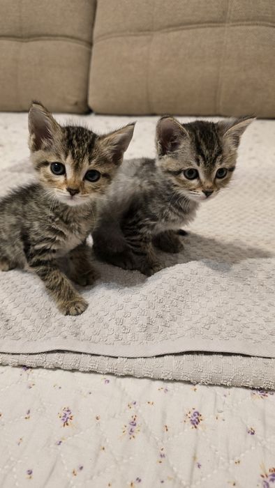 Котята надёжным хозяевам