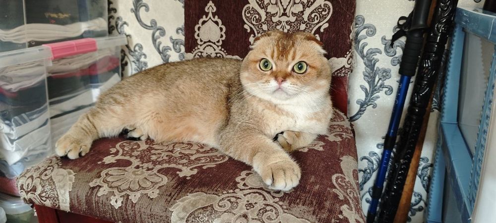 Вязка!!! Шикарный Scottish Fold.